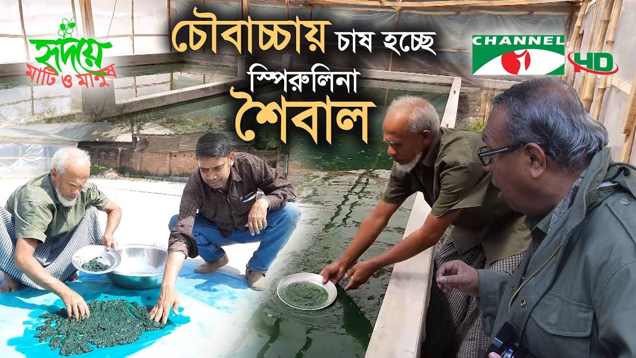 এখন বাড়ির উঠোনে সামুদ্রিক শৈবালের চাষ | Shykh Seraj | Channel i |