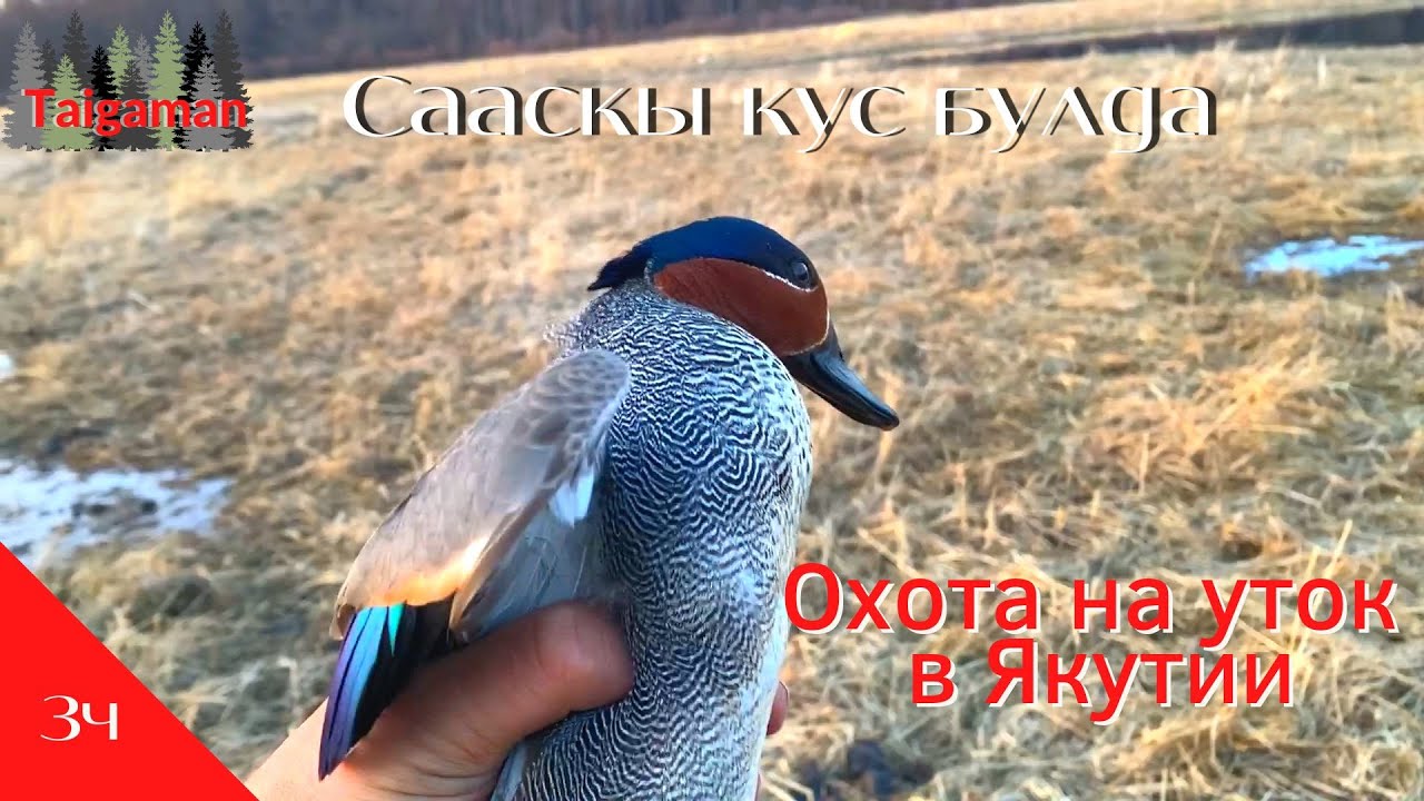 РУС/ ENG Охота на уток в Якутии / Сааскы кус кэмэ 2022: Үүтээн олоҕо. Чуумпу түүн | Гусиная пора