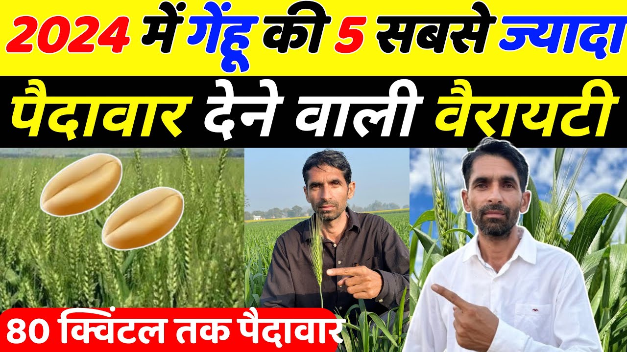 गेहूँ की पाँच सबसे ज्यादा पैदावार देने वाली वैरायटी | Gehu ki top variety 2024 | Gehu ki kheti