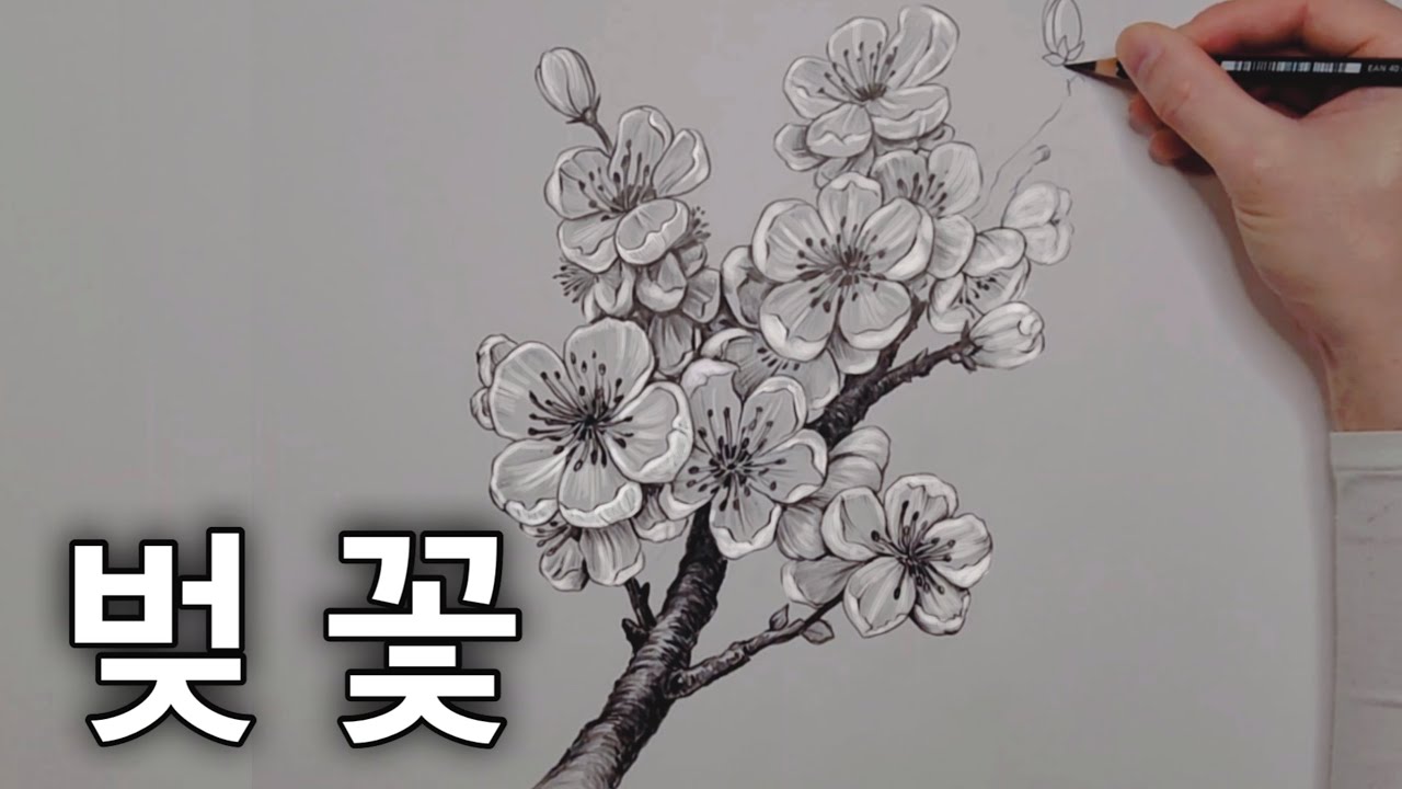 [그림초보] 정말쉽게 벚꽃 그리는법 공개