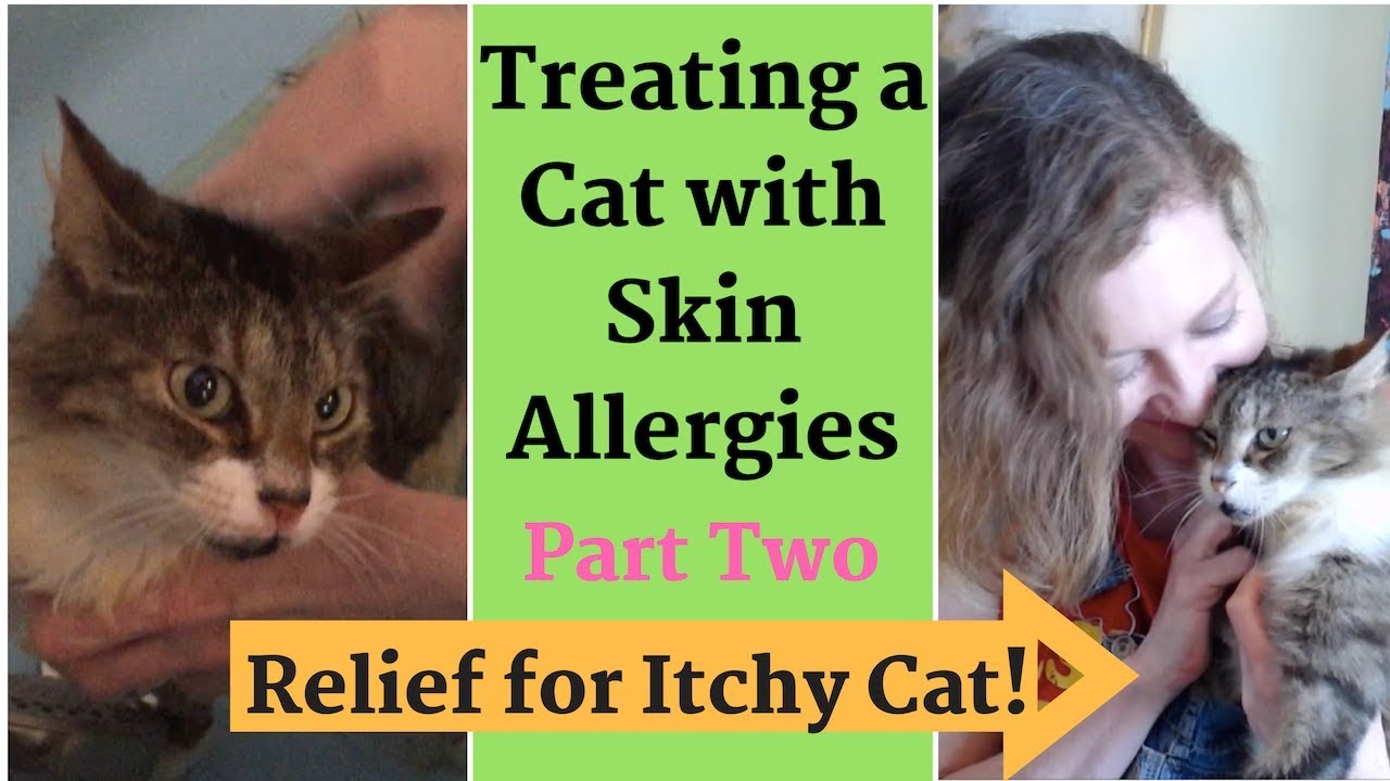 Relief for Itchy Cat! Treating Skin Allergies - Home Remedies