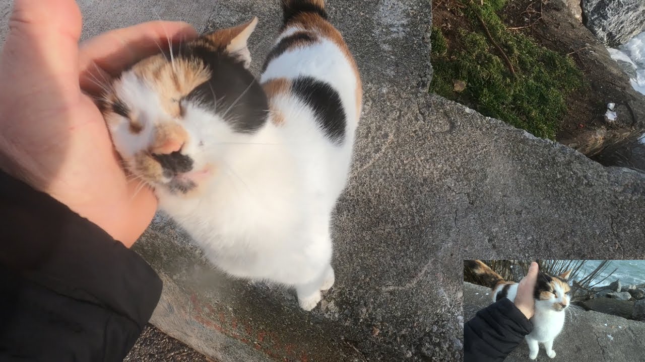 First we gave food to the cats, then we loved the cats