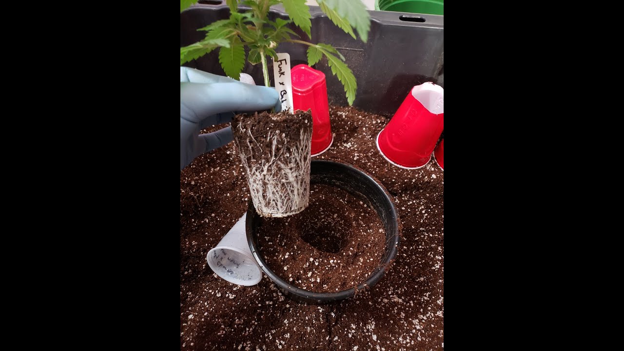 Transplanting from 9oz to 1 gallon pots - Bahama Mama testers