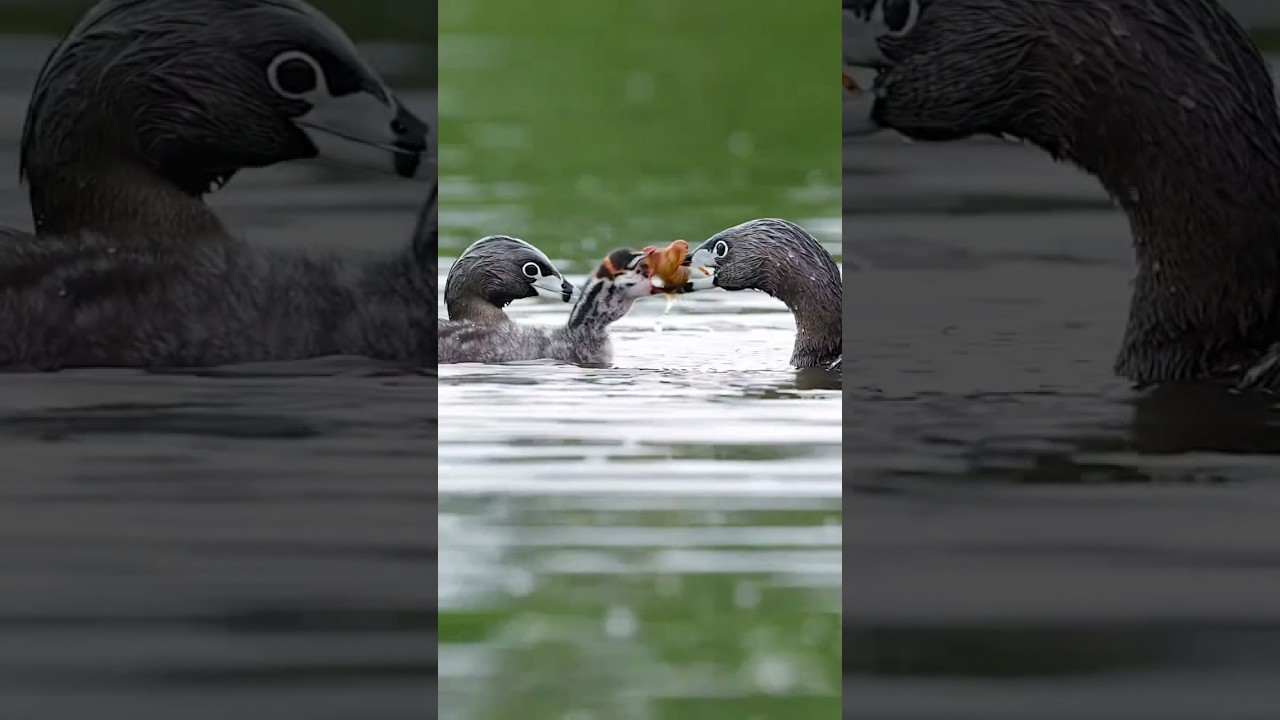 Feisty Feast : Pied-billed Grebe Chick Devours Crawfish in Adorable Predatory Pursuit !
