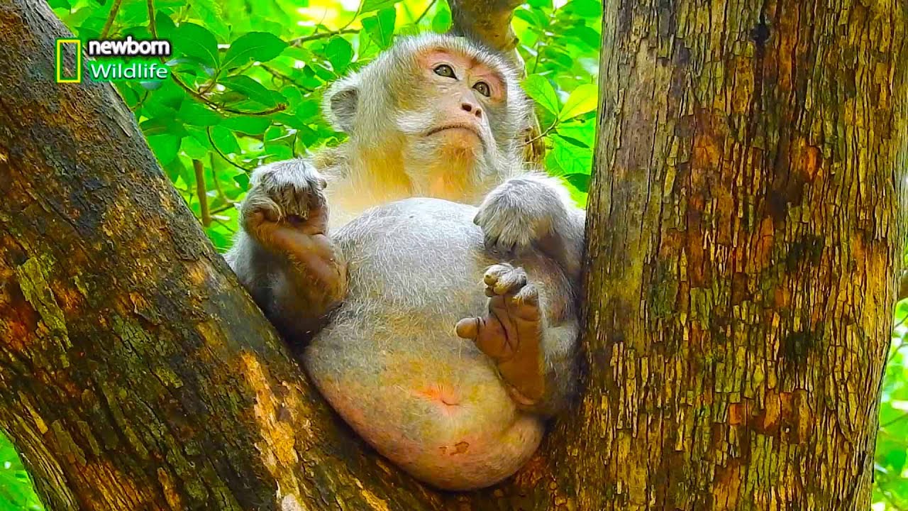 Most adorable of father Charlie, He's always sad sitting on the high tree alone looks so pities | NW