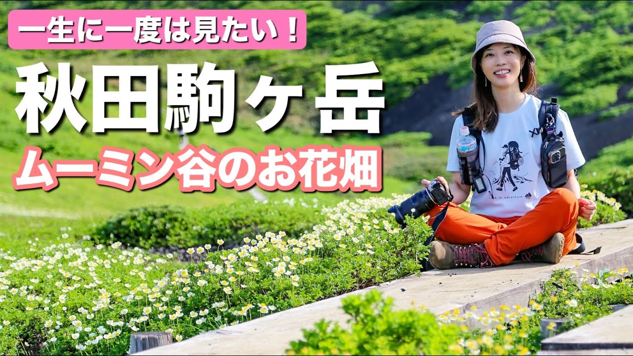 【一見の価値あり】全国から人が殺到！憧れのムーミン谷のチングルマをやっと見に行けた！秋田駒ヶ岳