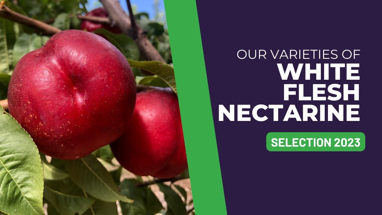 Our White Flesh Nectarines I Selection 2023
