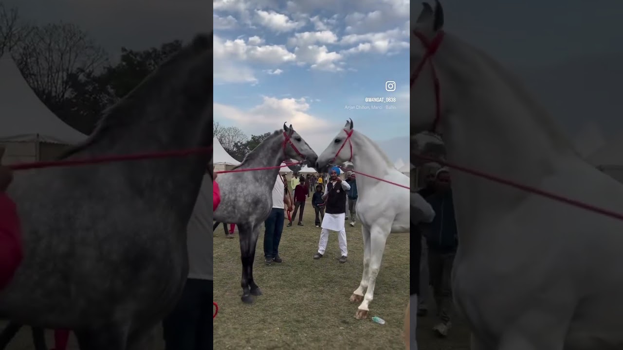 Jabarjang teh Fatehjang ❤️🐎   #trending #viralvideo #jattmind #pindawale #horse #vehlijanta