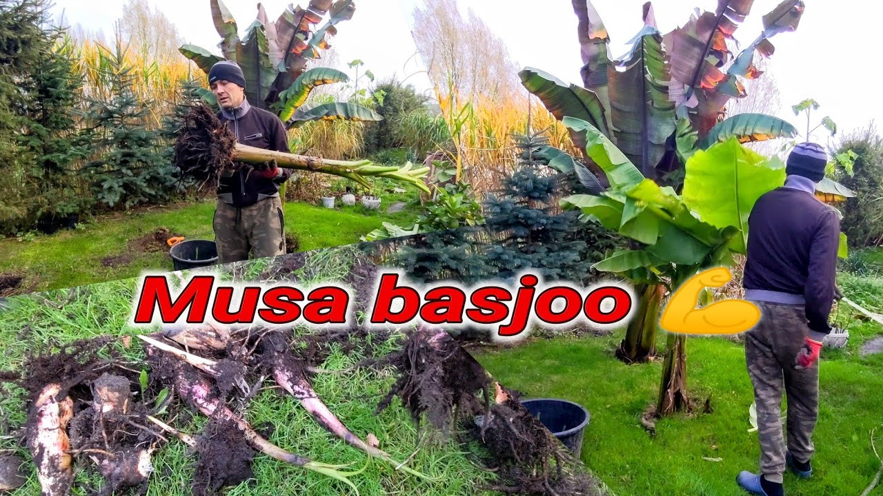 Cięcie, wykopywanie musa basjoo. Cutting, digging up #musa #basjoo. Maczeta opis. 😃👍