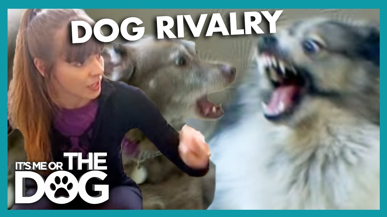 Sibling Rivalry With Dogs | It's Me or the Dog