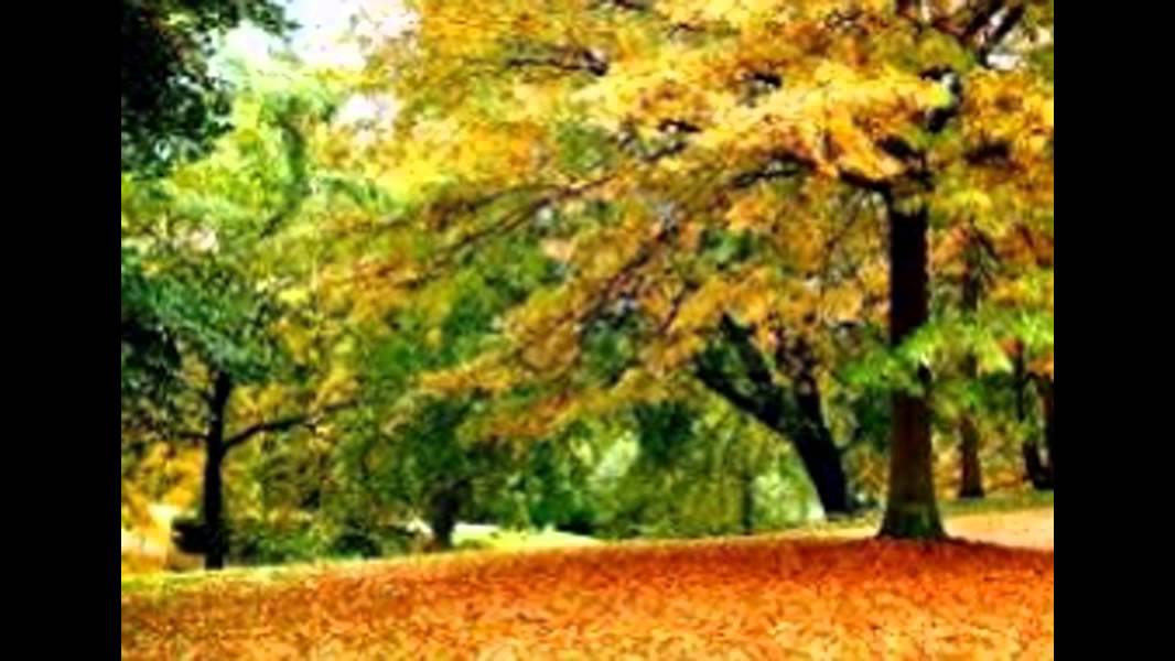 Lawn Debris and Leaf Removal in Green Ohio | Lawn Care | Alpine Landscaping