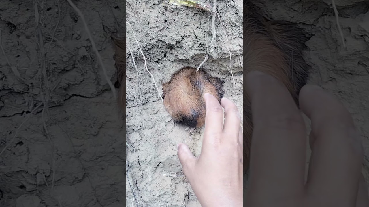 found a really fat animal #nature #animals #woodscraft #wildlife #wooddesigner #cute #wildliferescue