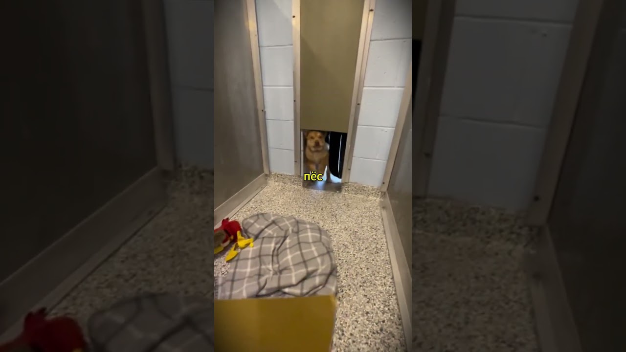 🐶❤️ Он понял, что его выбрали