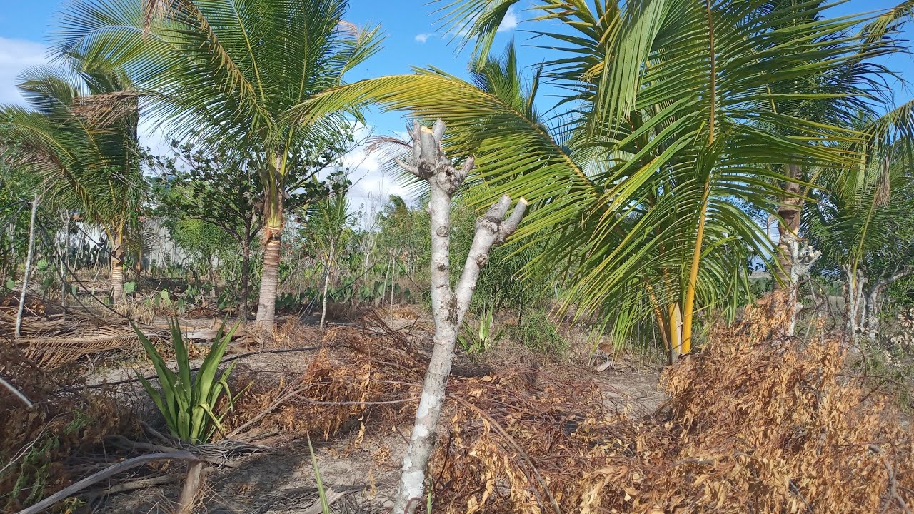Agrofloresta Santa Fé ficando nova de novo, muita matéria orgânica no solo.