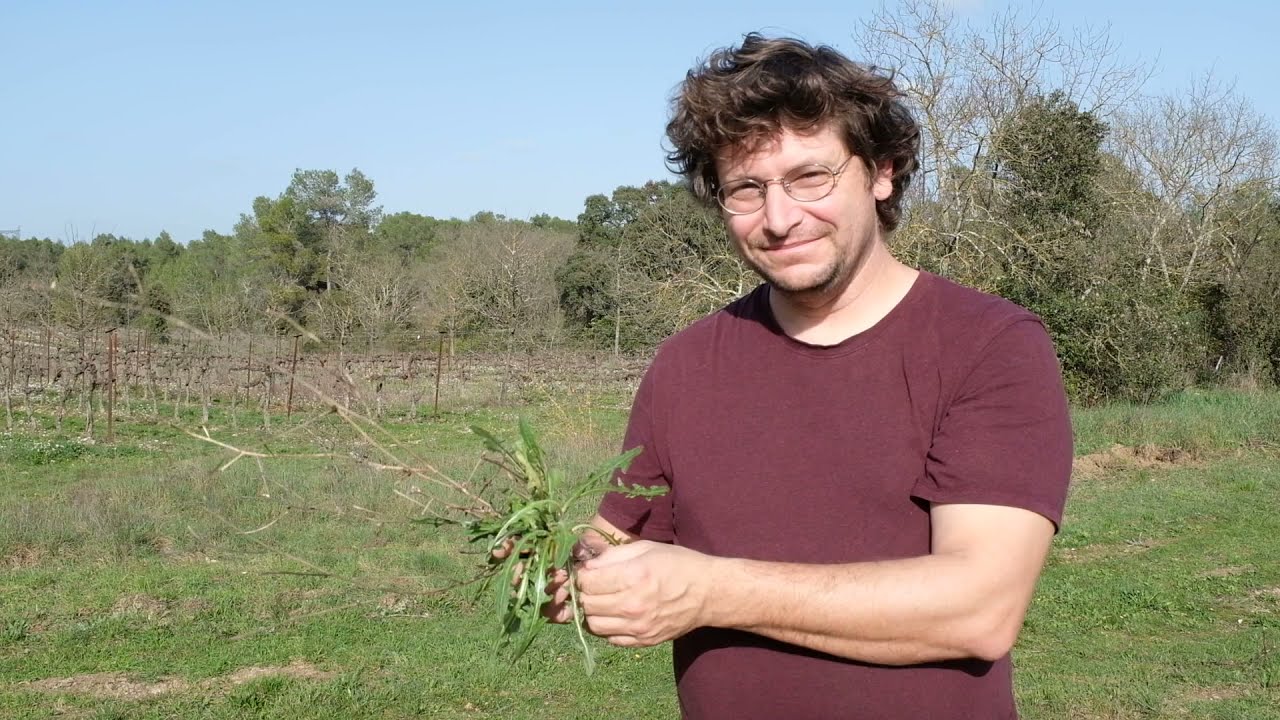 Ensalade avec toi | Thibaut - Formateur et botaniste - Cichorium intybus