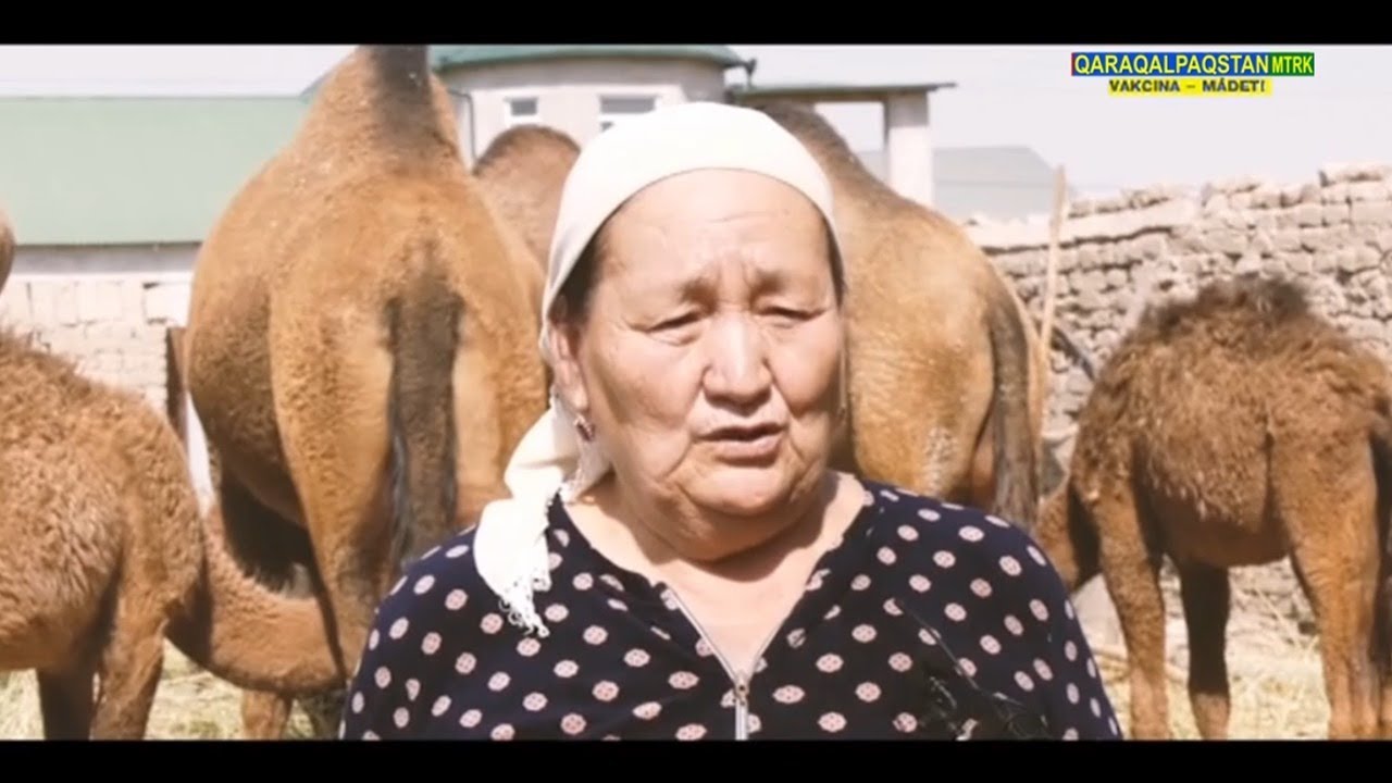 Түйе сақлап атырған заманласларымыз
