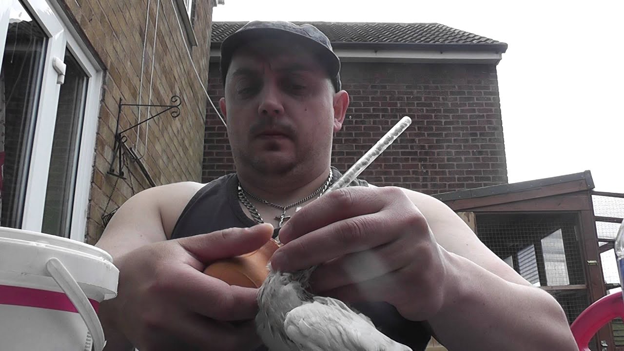 Karmienie, dokarmianie młodych gołebi krótkodziobych. Feeding baby pigeon short face.