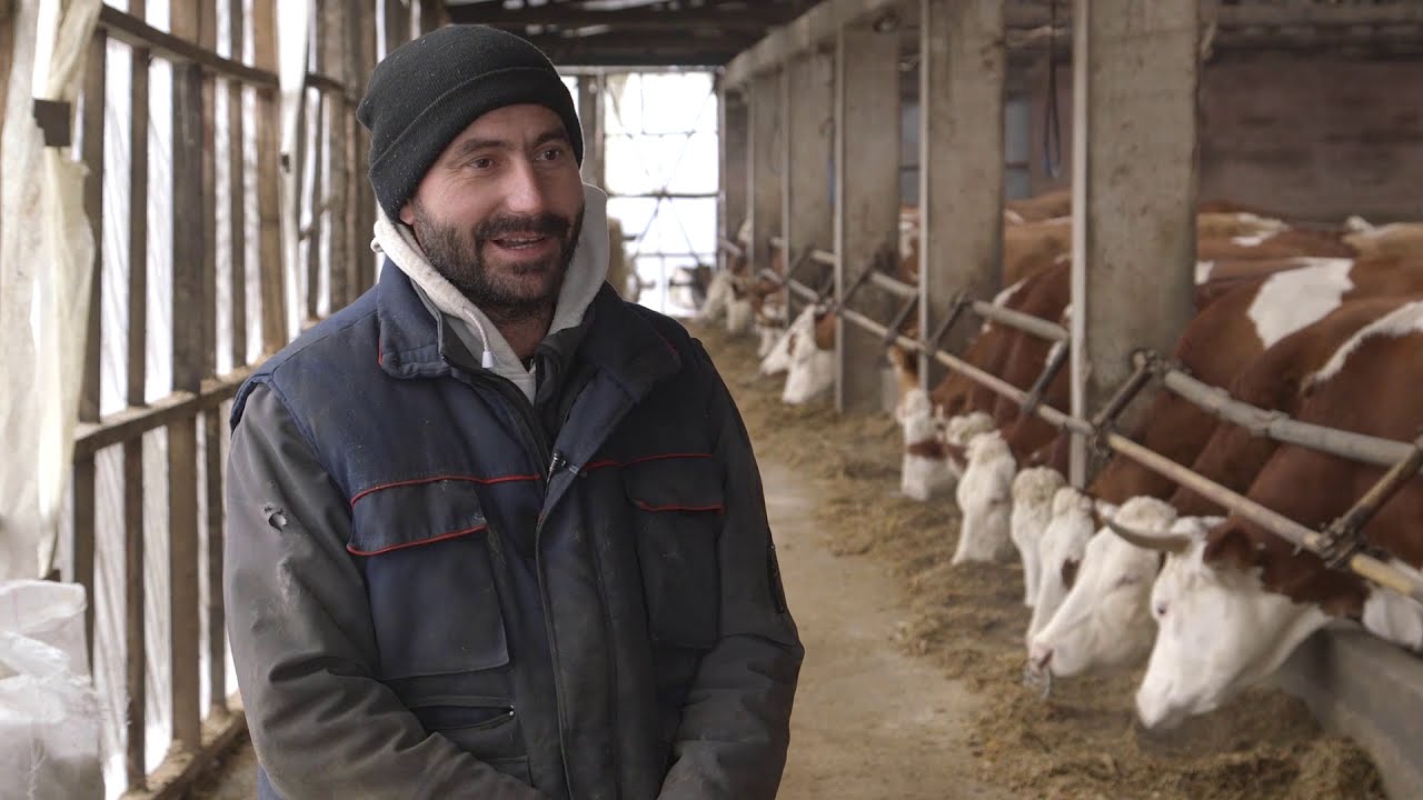 Farma krava i proizvodnja mleka u selu Markovac - U nasem ataru 825
