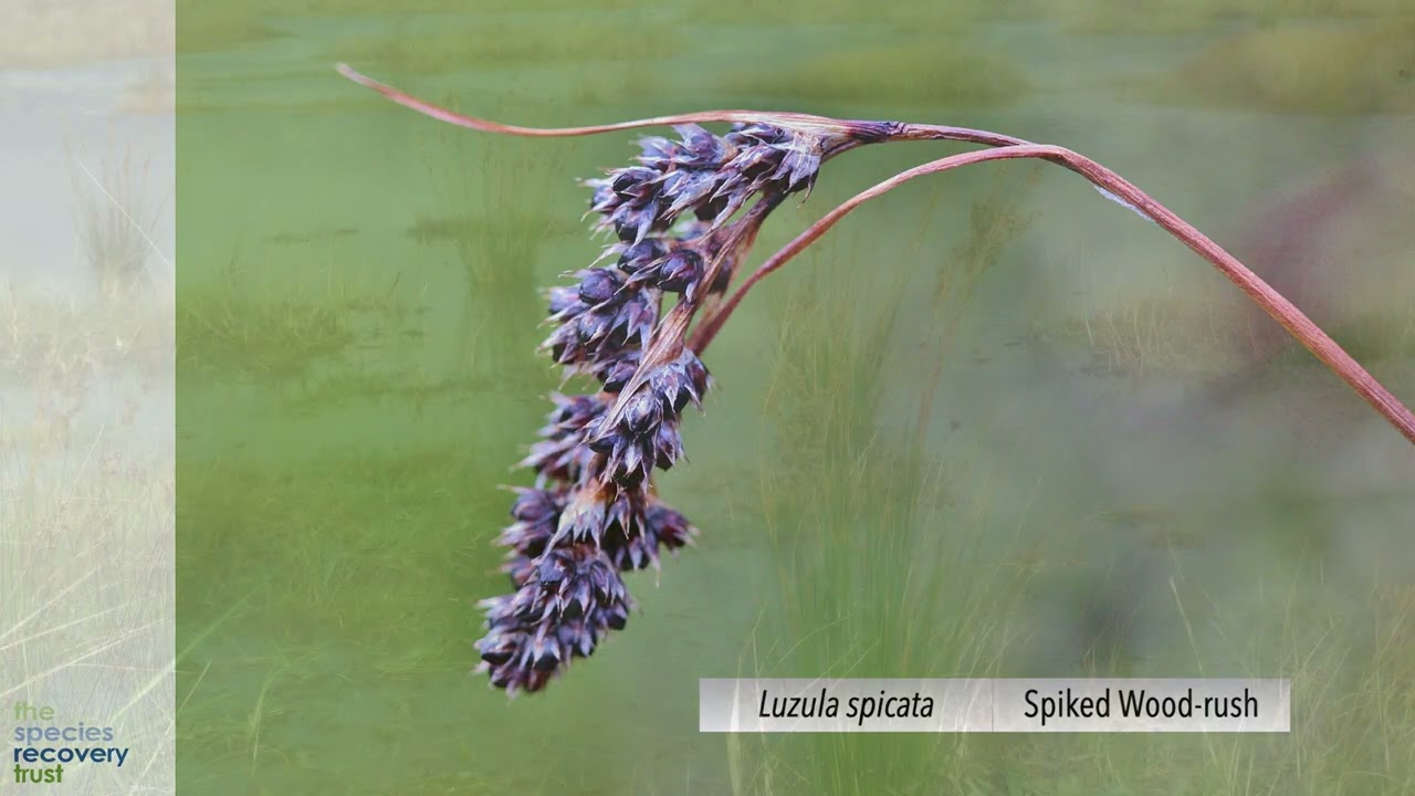 Rushes course re-cap test
