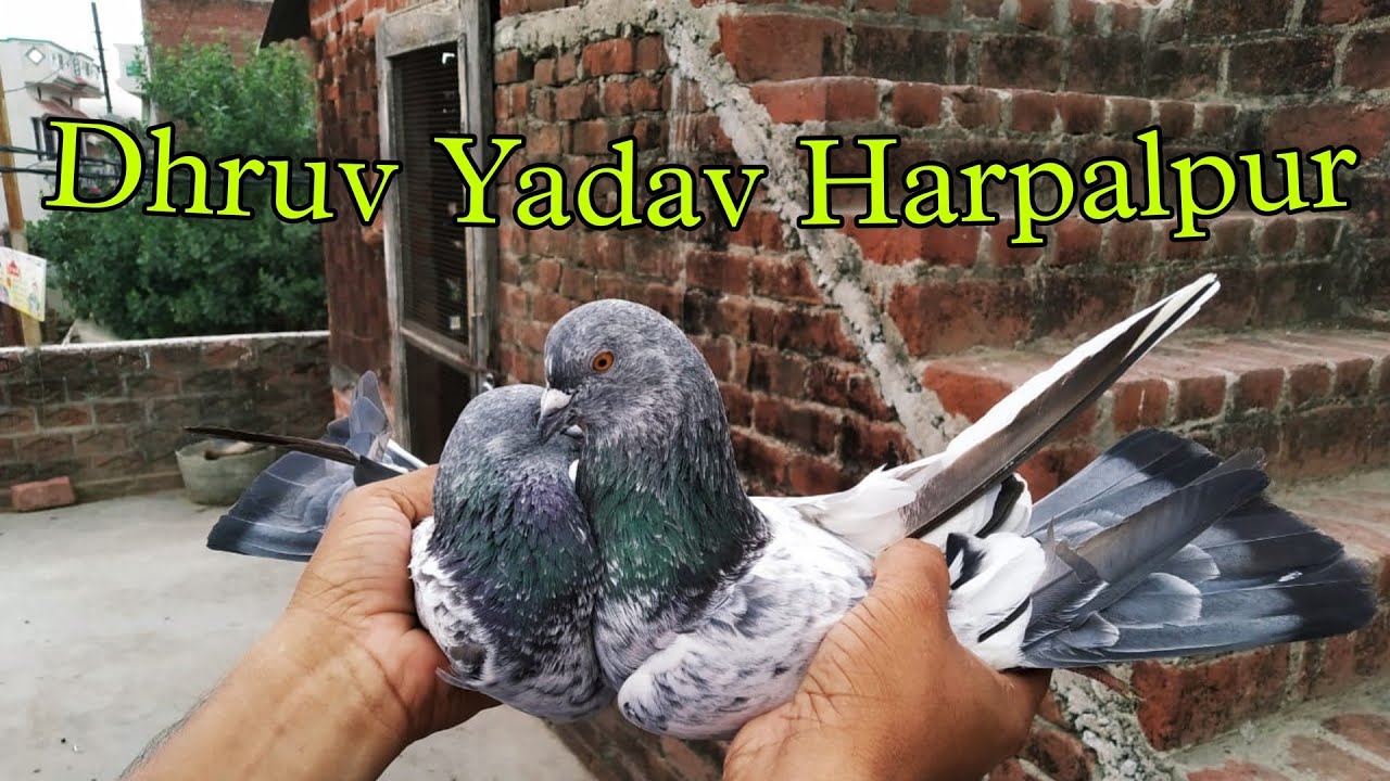 Nasawre kabutar. #shoknawaboke #indianpigeon #hardoiuttarpradesh