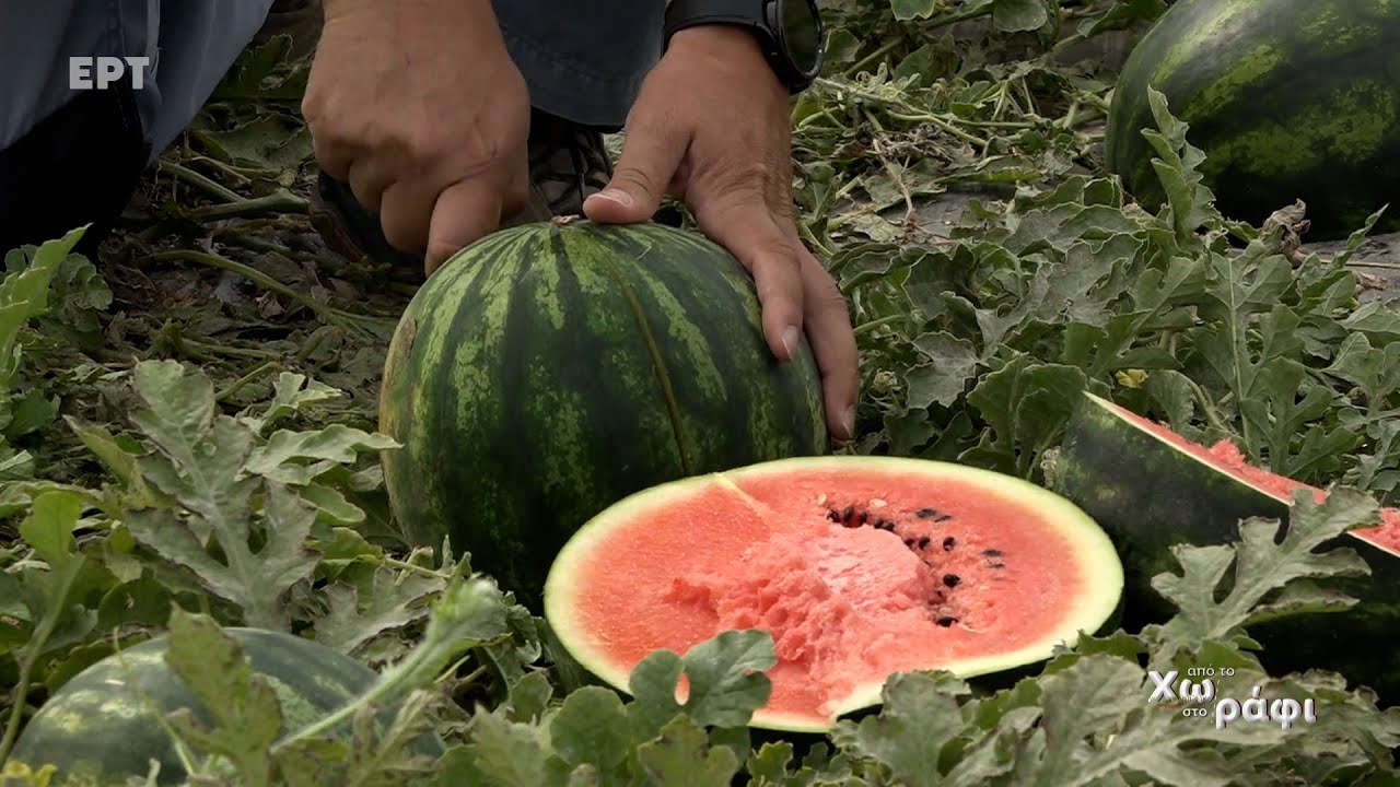 Καρπούζι | Από το Χωράφι στο Ράφι