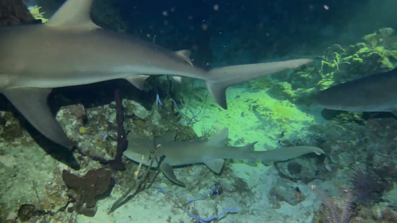 Turks and Caicos Explorer II - Explorer Ventures Night Dive
