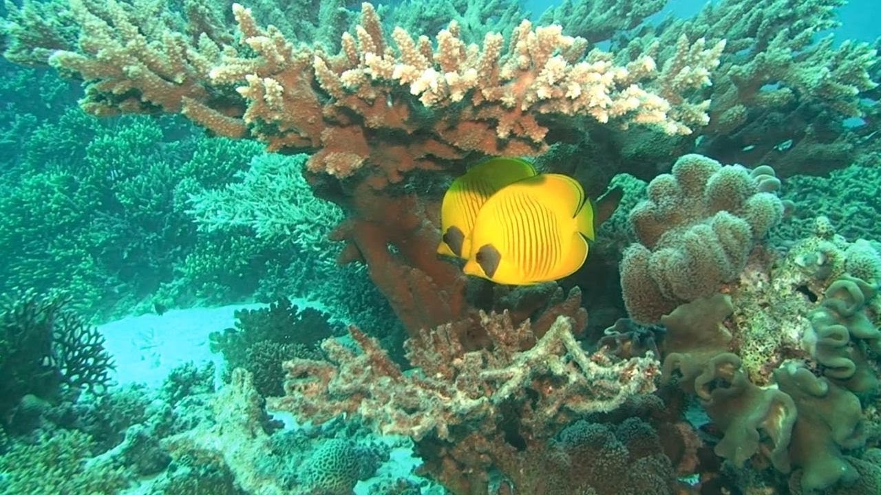 Plongée en Mer Rouge.