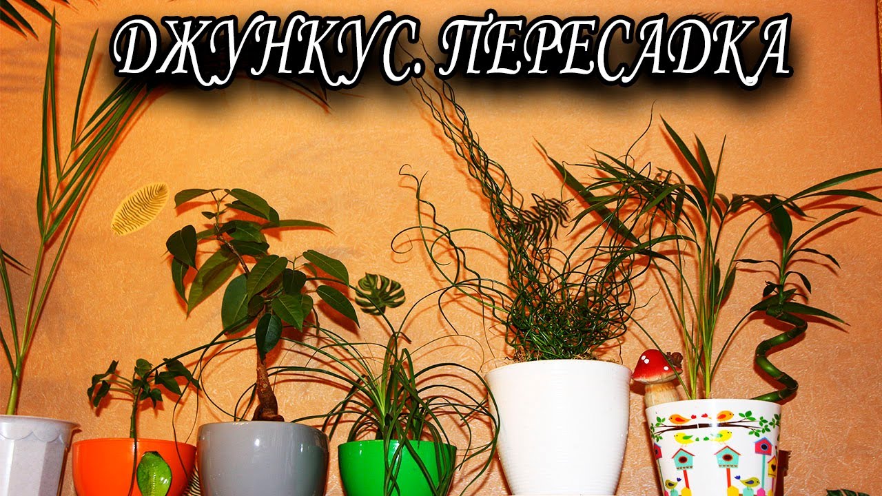 Джункус. Пересадка. [Наджеда и мир]