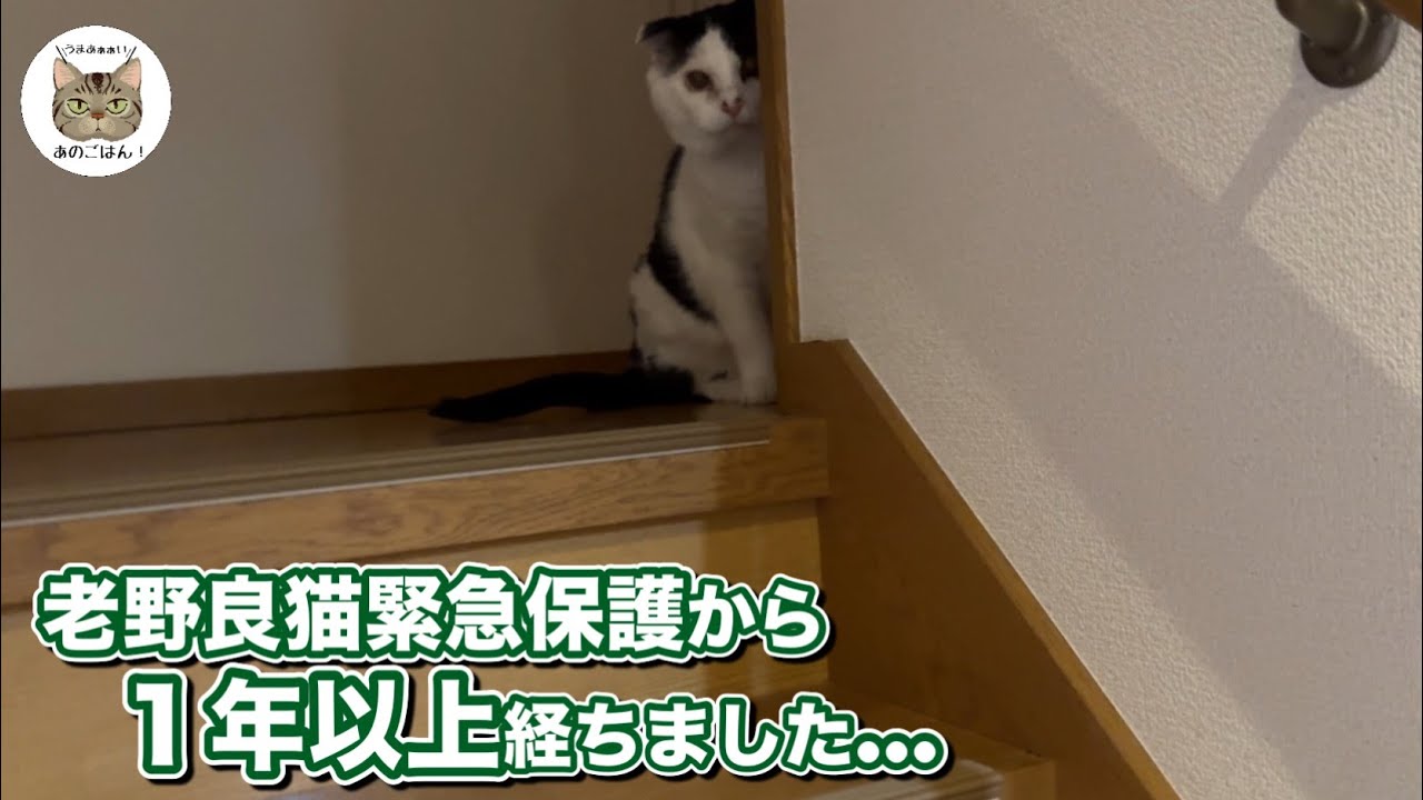 亡くなったパパが連れて来たひとりぼっち１０歳超野良猫緊急保護から１年過ぎやっと家族が…