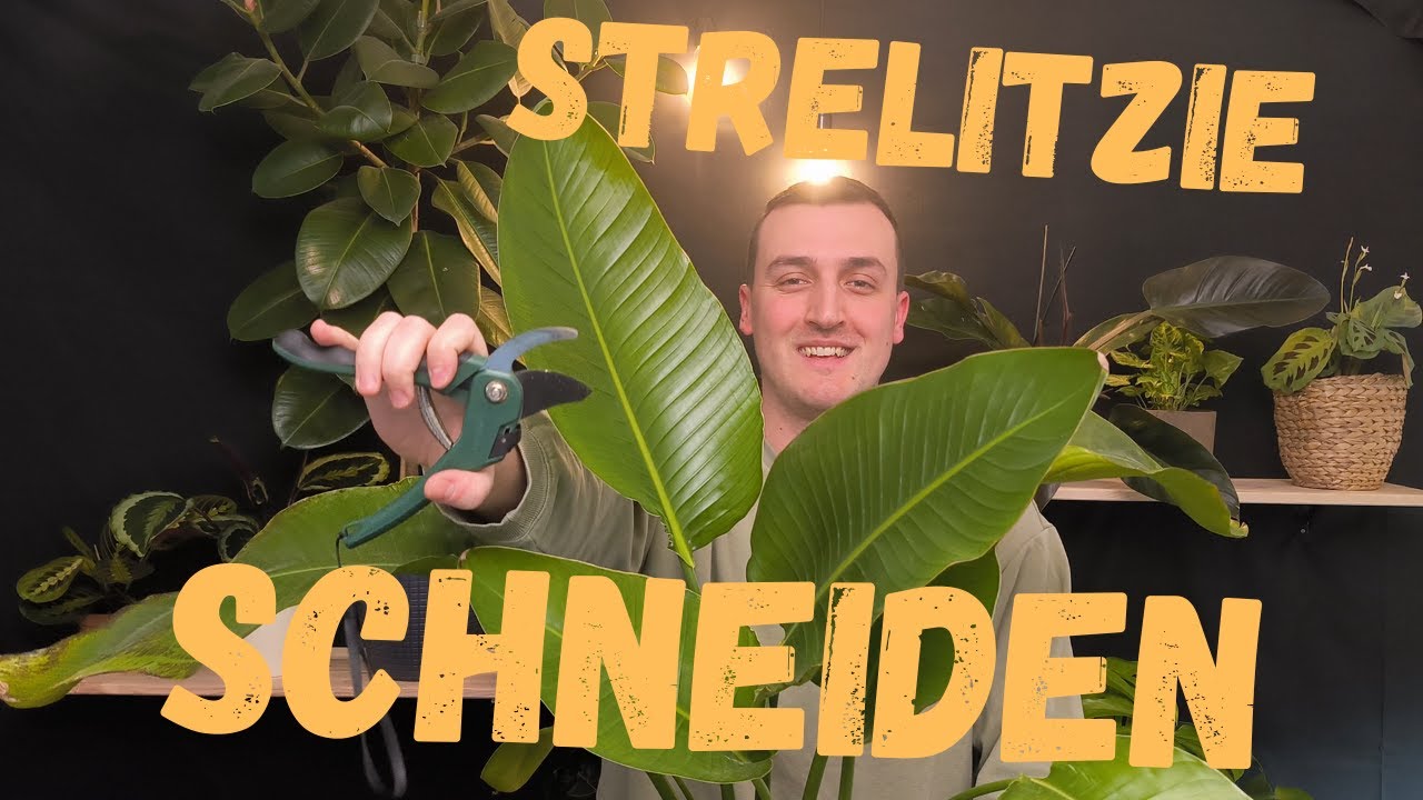Strelitzie schneiden - Blätter schneiden für einen gesunden Wuchs