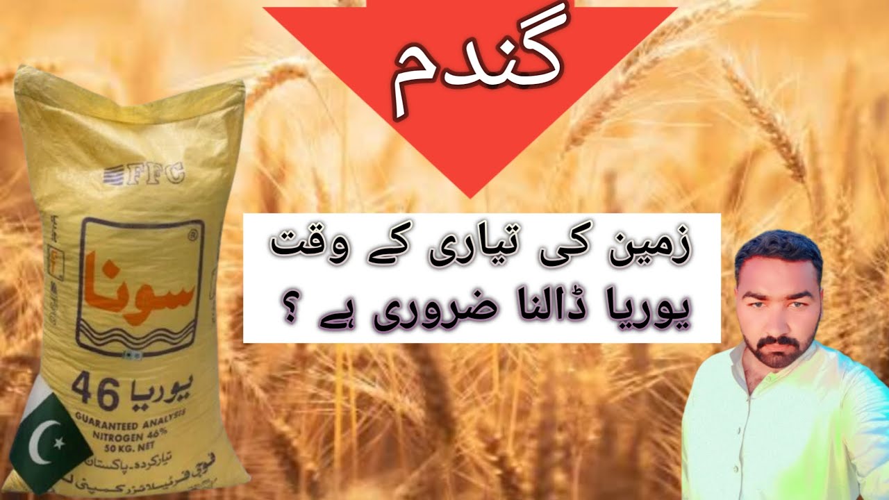 How much important to apply urea fertilizer at the time of wheat sowing?? |WZagripoint