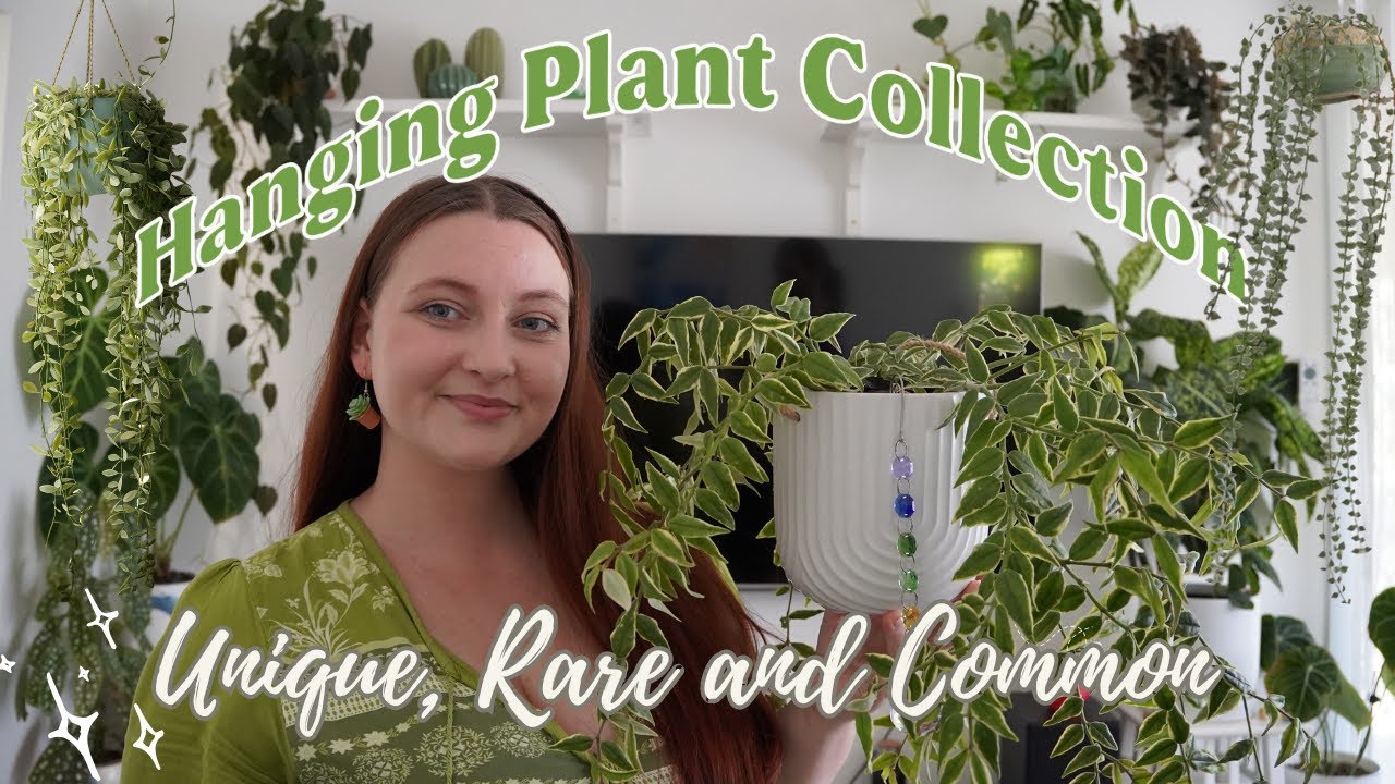 My Unique Hanging Plant Collection 🌿 + Rare Plant Drop Preview