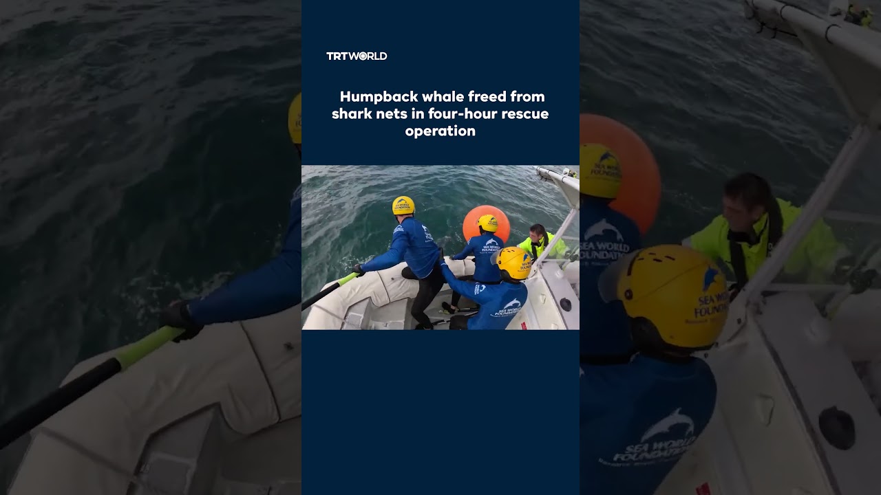 Humpback whale freed from shark nets in four-hour rescue operation