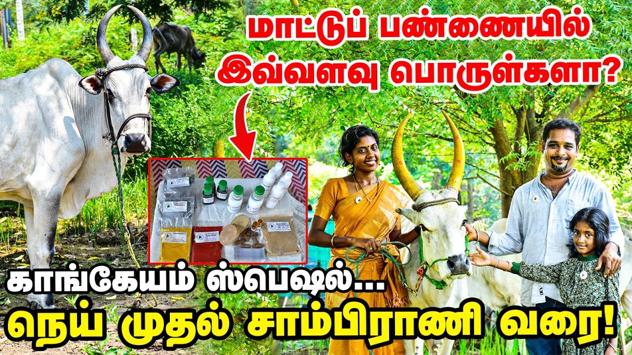 Luxury Lifestyle இல்ல... ஆனா happiest Life | காங்கேயம் பசுக்கள்... கலக்கலான மதிப்புக்கூட்டல்!