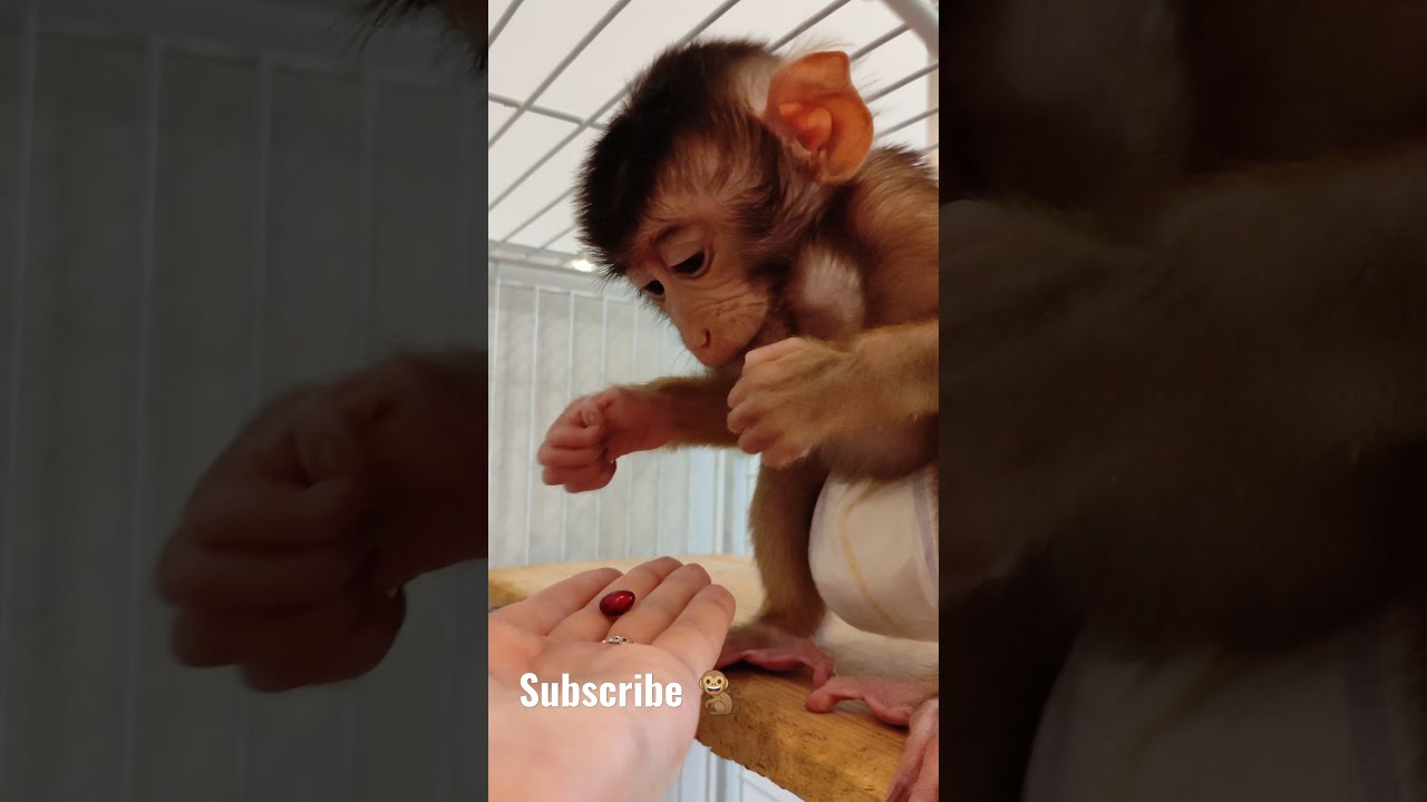 Обезьяна ест гранат 🐒
