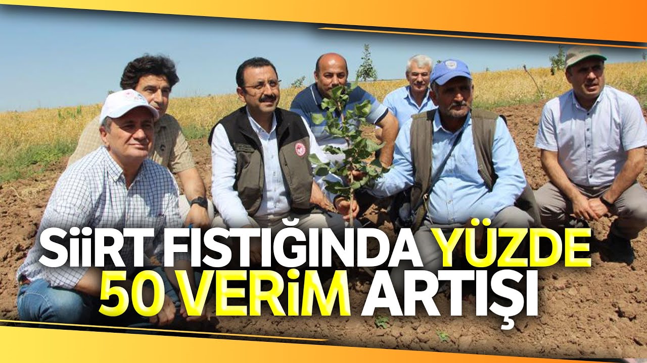 Siirt Fıstığında Yüzde 50 Verim Artışı
