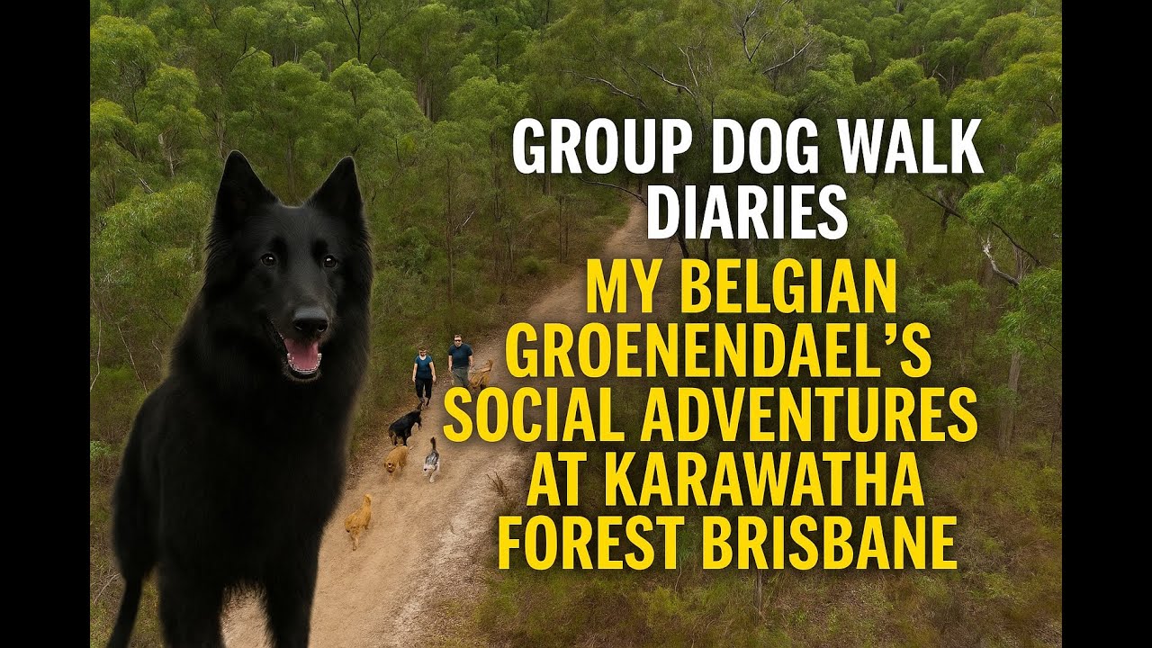 Belgian Shepherd Meets New Friends: Facebook Dog Hiking Group Fun!