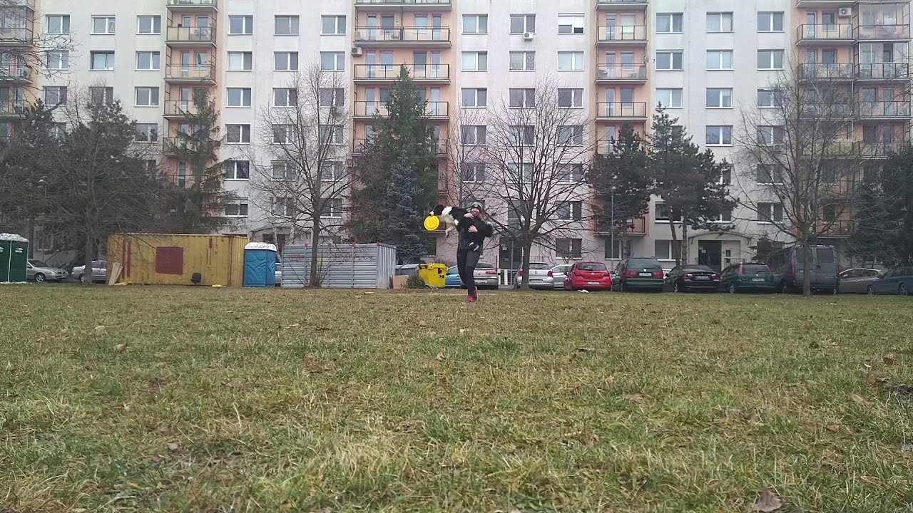 Here we go again |Australian Shepherd dogfrisbee training