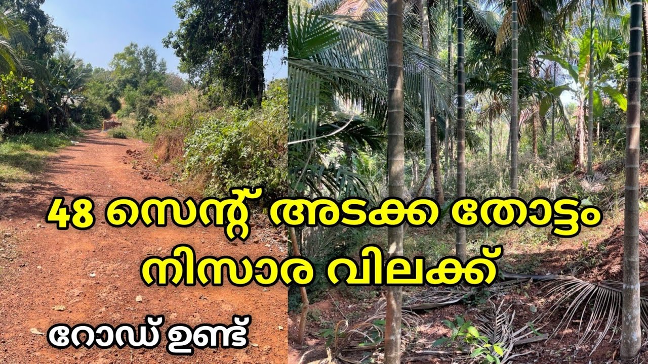 48 സെന്റ് അടക്ക തോട്ടം നിസാര വിലക്ക് റോഡ് ഉണ്ട് 