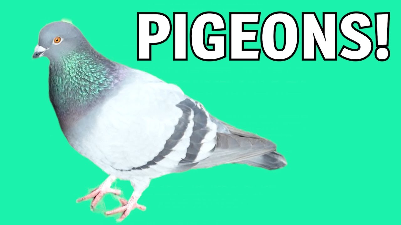 Learn About Pigeons!