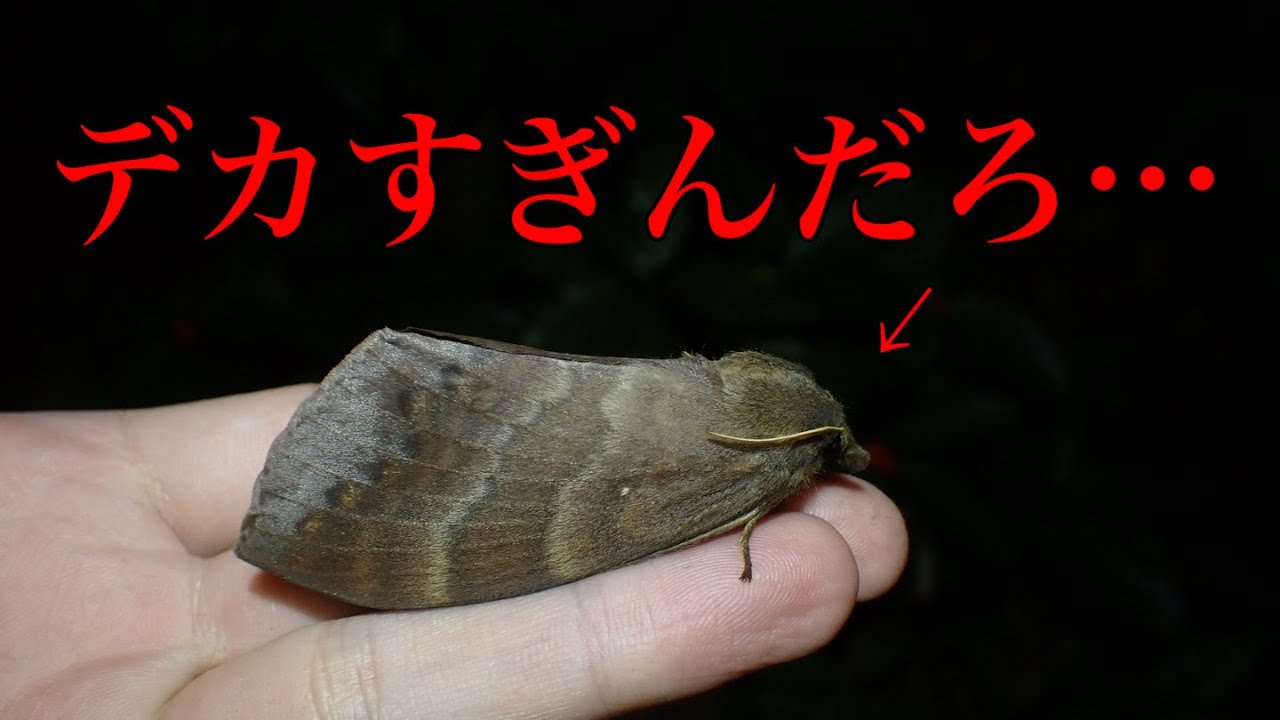 冬の離島にバケモノがいました…
