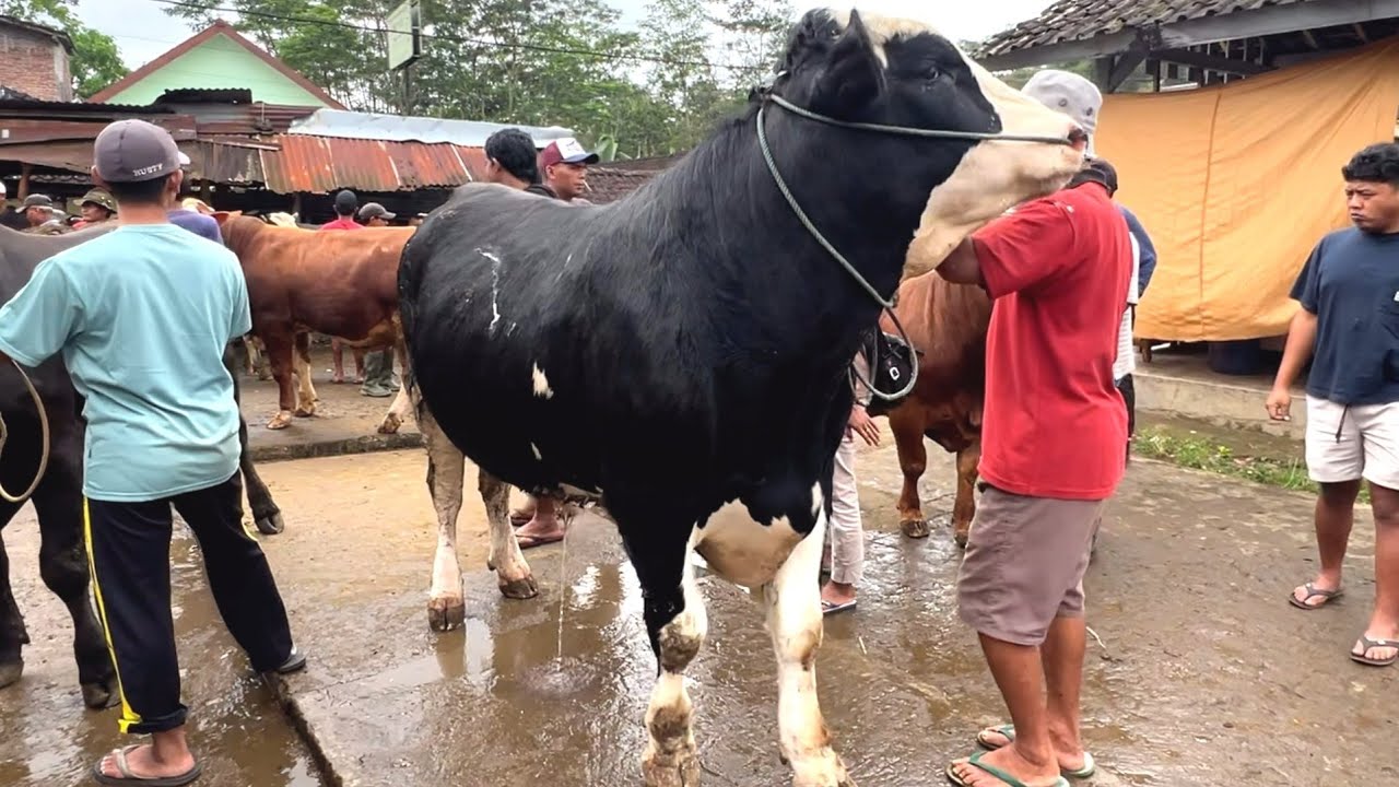 SAPI SUPER NON POEL❗️SIMENTAL MONCONG MERAPI 