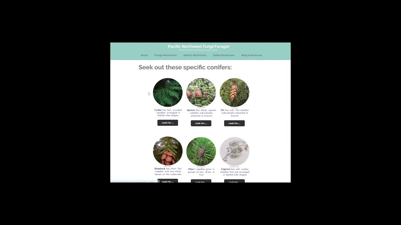 Learn how to find & identify the king of porcini mushrooms: Boletus Edulis. www.pnwfungiforager.com