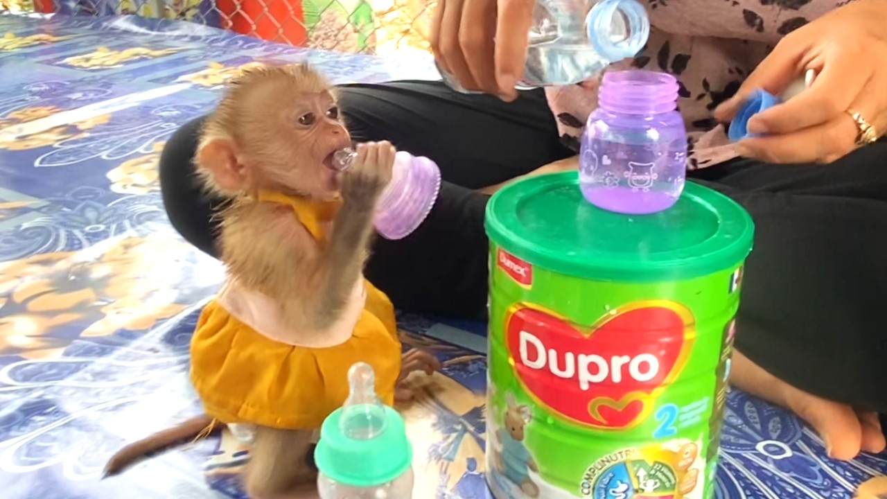 Amazing!! Smart baby LIORA is sucking on her nipple, waiting for mom to mix her milk