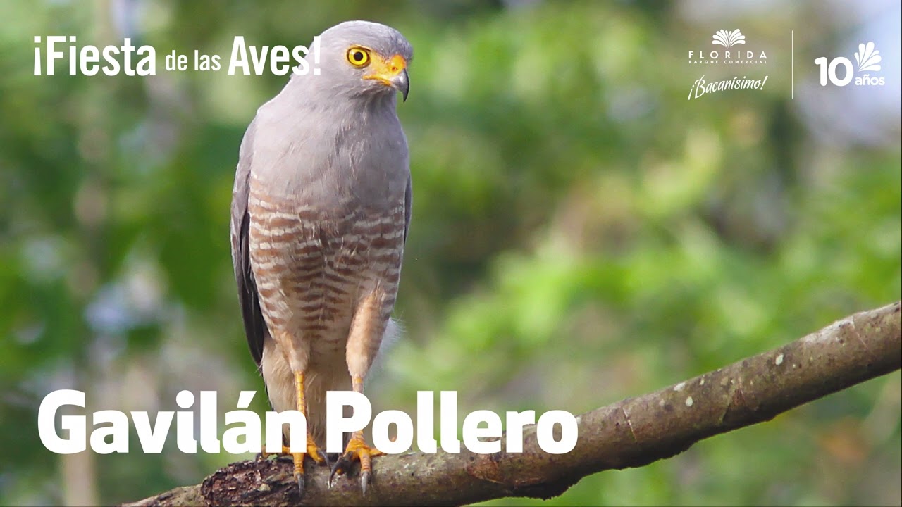 &iexcl;Fiesta de las Aves! Gavil&aacute;n Pollero