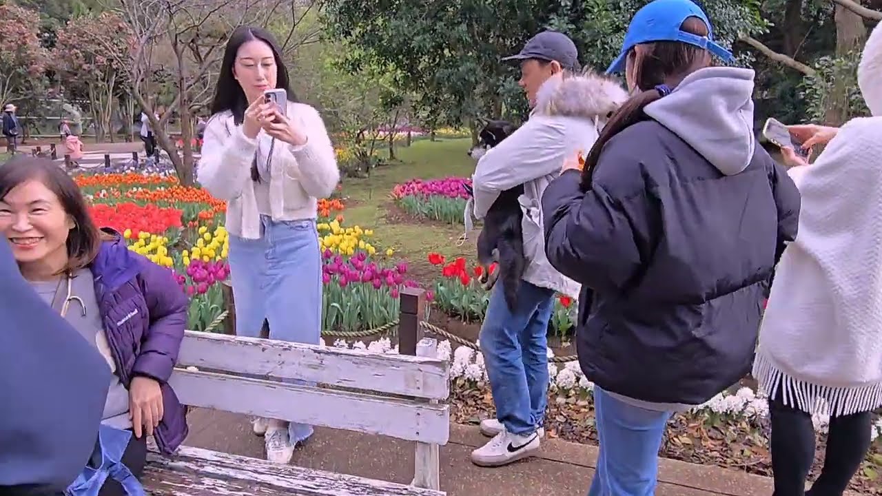 2026,1,24 陽明山花卉試驗中心茶花展（11完）
