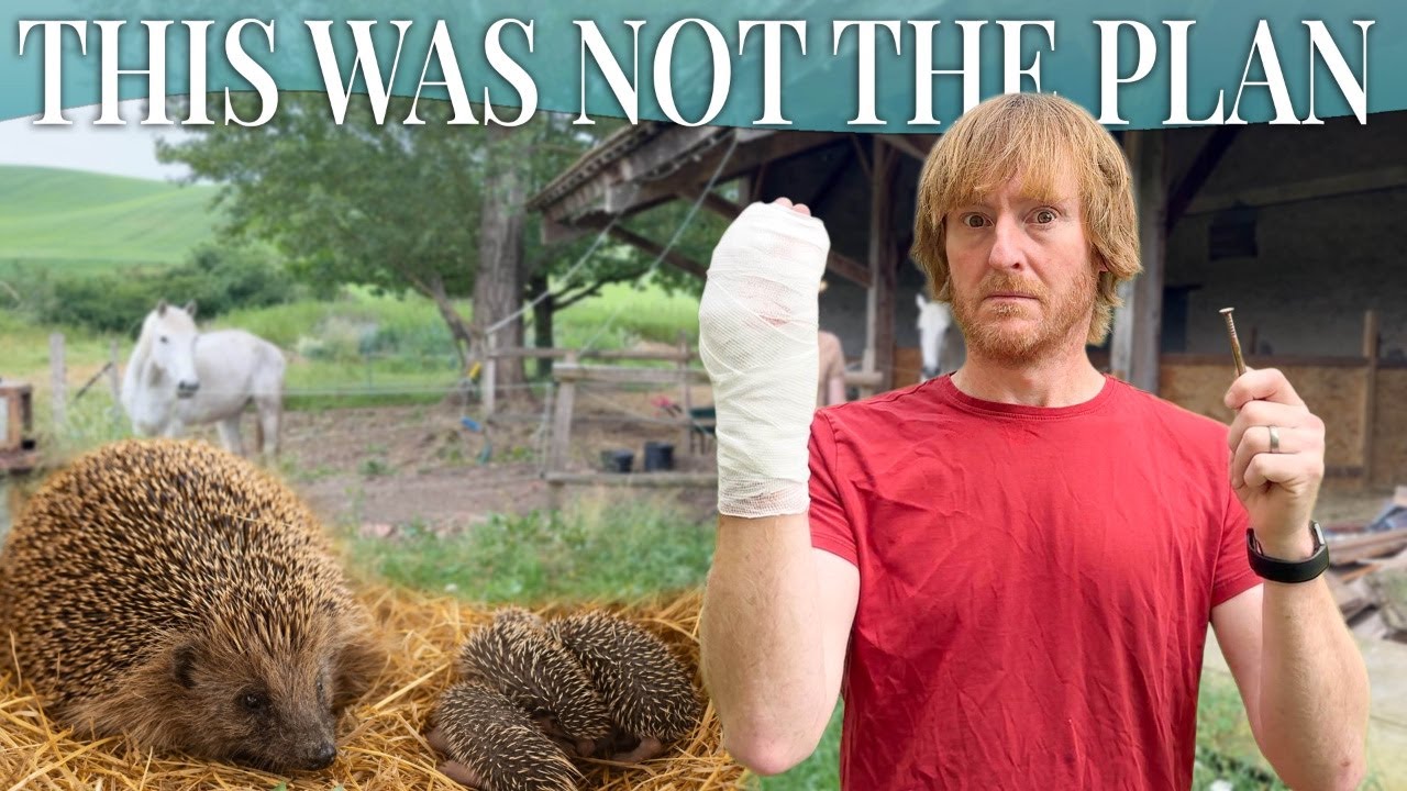 Things Went South Fast: Hedgehogs, a Rusty Nail and Stitches!