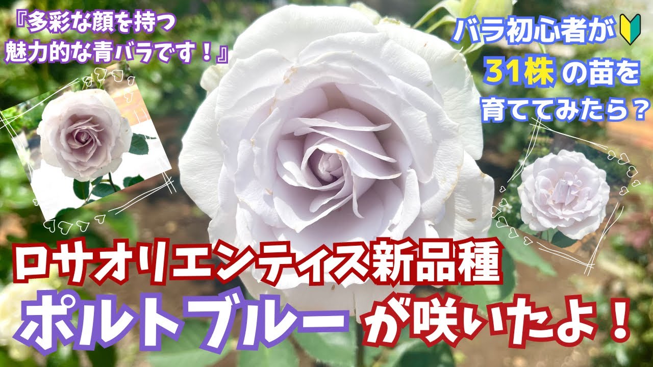 ロサオリエンティス新品種ポルトブルーの1番花が開花/絵画のように美しい青バラです!