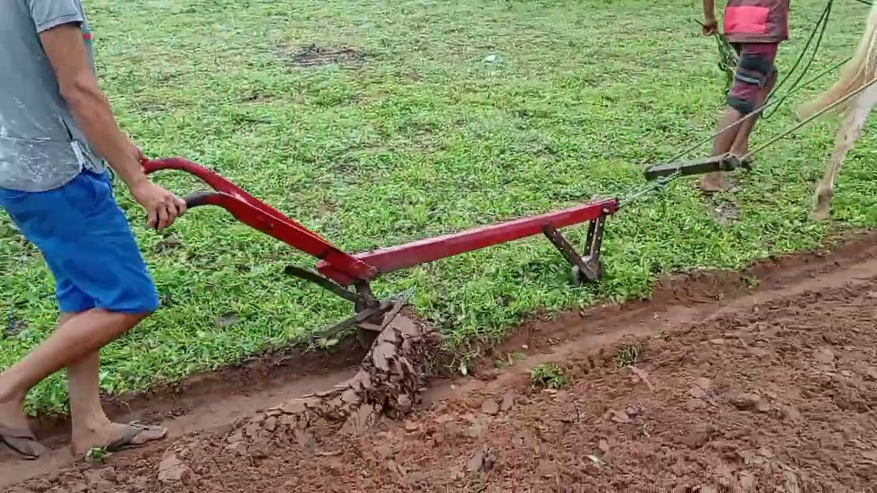 Arando terra para plantações - sítio alto de são José. Estrela de Alagoas. 14.05.21