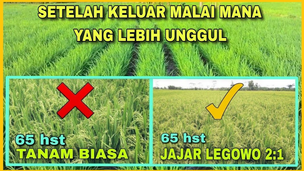 Perbandingan Tanam Jajar Legowo 2:1 Dan Tanam Biasa Setelah Keluar Malai